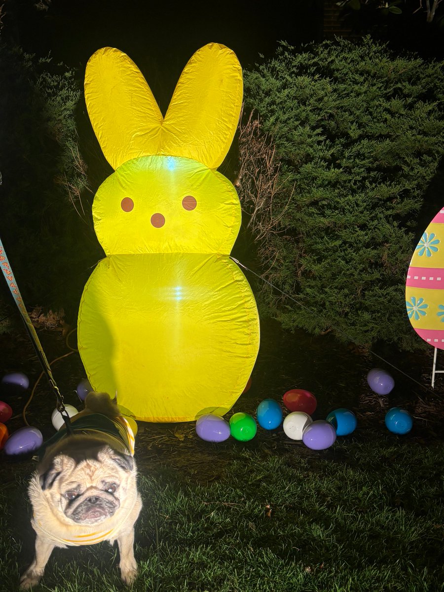 oliver the pug tweet media