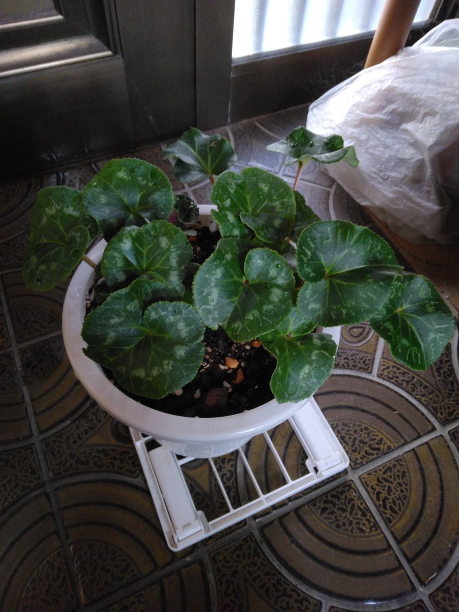 egg_masa tweet media