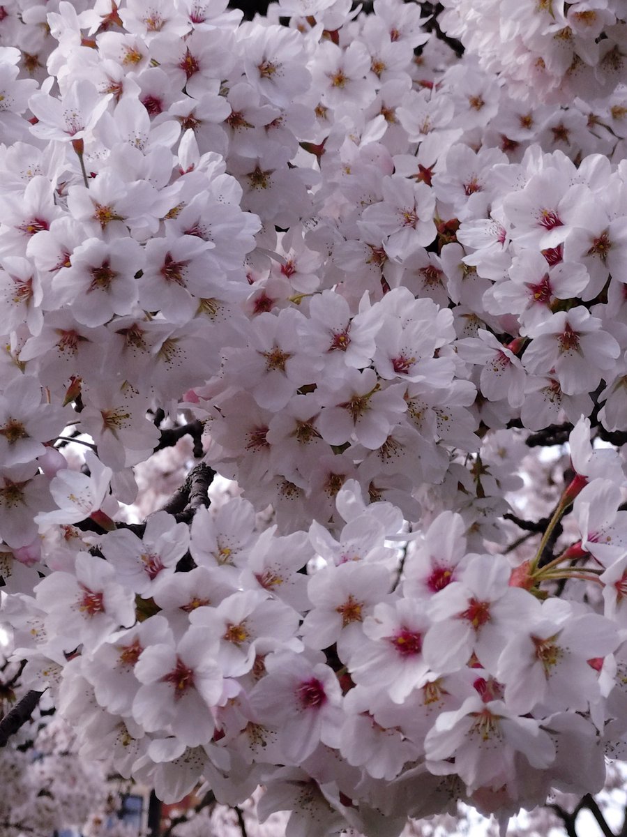 ミイル Miiru tweet media