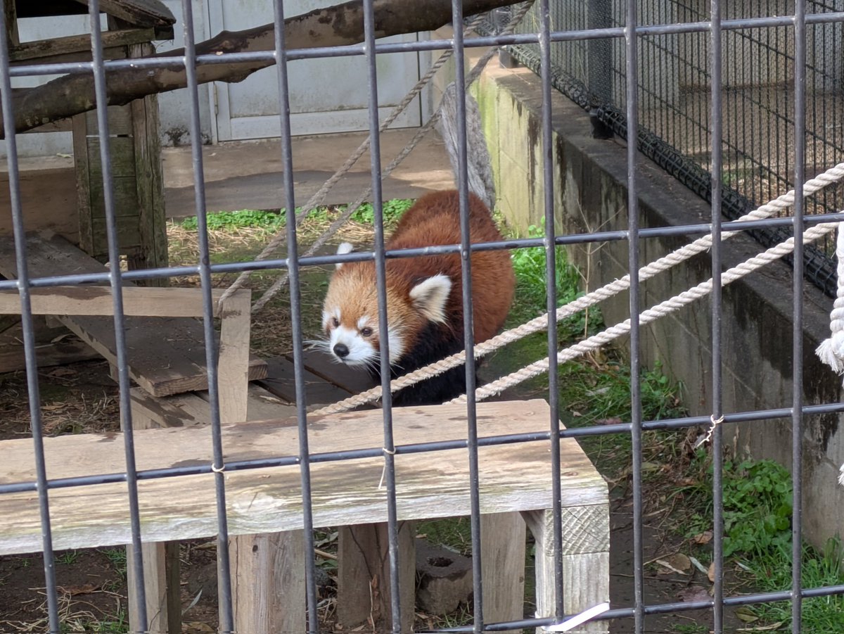 tripcolor3's tweet image. ＃市川市動植物園
＃レッサーパンダ
＃梨花　＃リーファ
2026.3.10📷
三つ子生まれメス優花との区別は分かりやすい…梨花ちゃんは明るい茶色系、
三つ子みんな他園に移動することなく市川にいて元気です😊
お部屋いっぱいだったのに…空きもある状況、元気に過ごしてね🙏