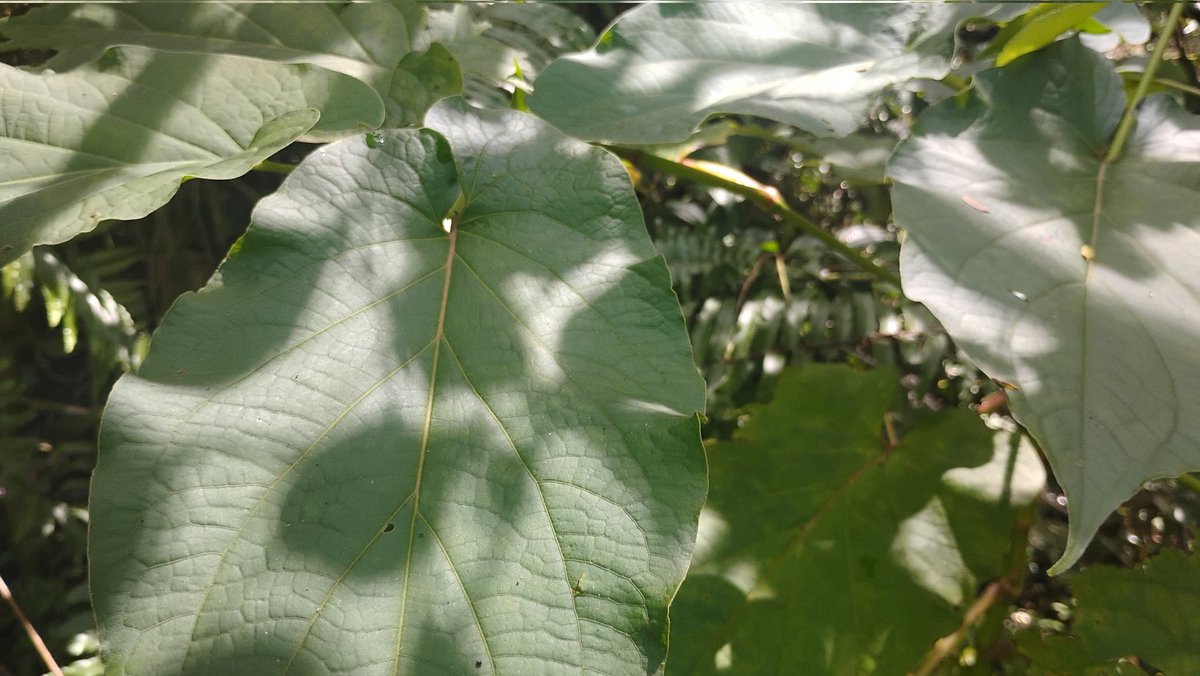 Tydyn Rain St. Clair tweet media