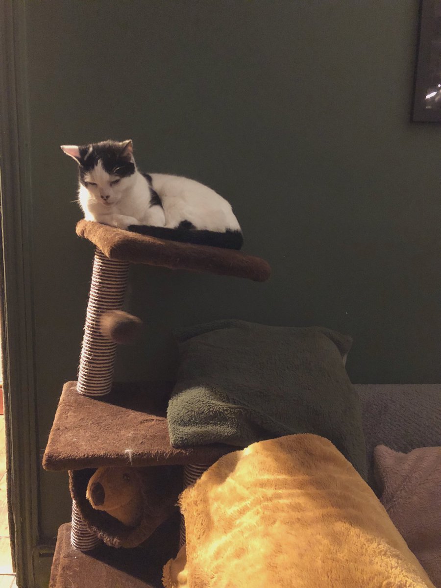 alice (she/her/hi) tweet media