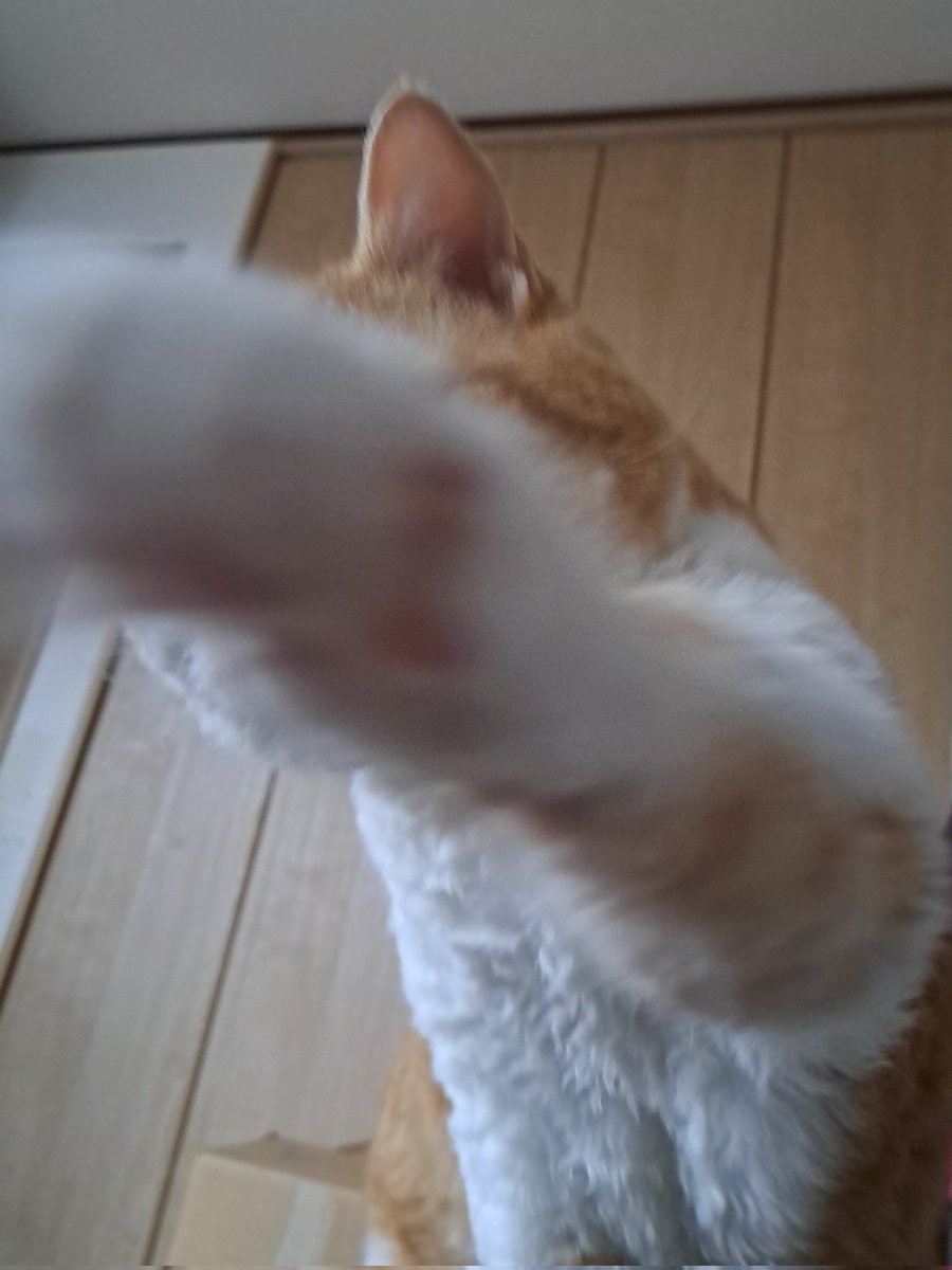 ラムキンのもやし君 tweet media