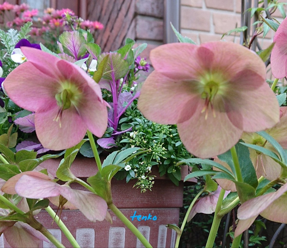 💙てんこ💙 tweet media