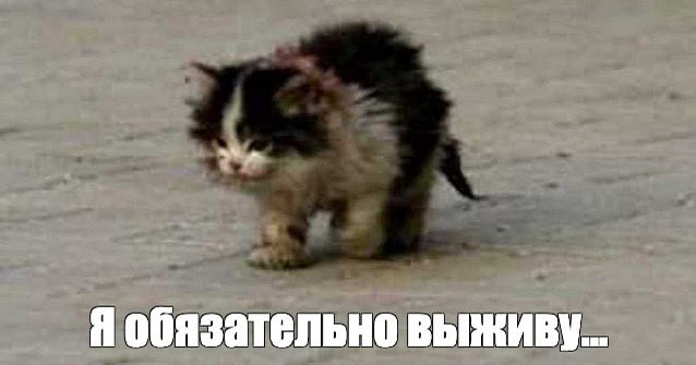 проказник философских наук tweet media