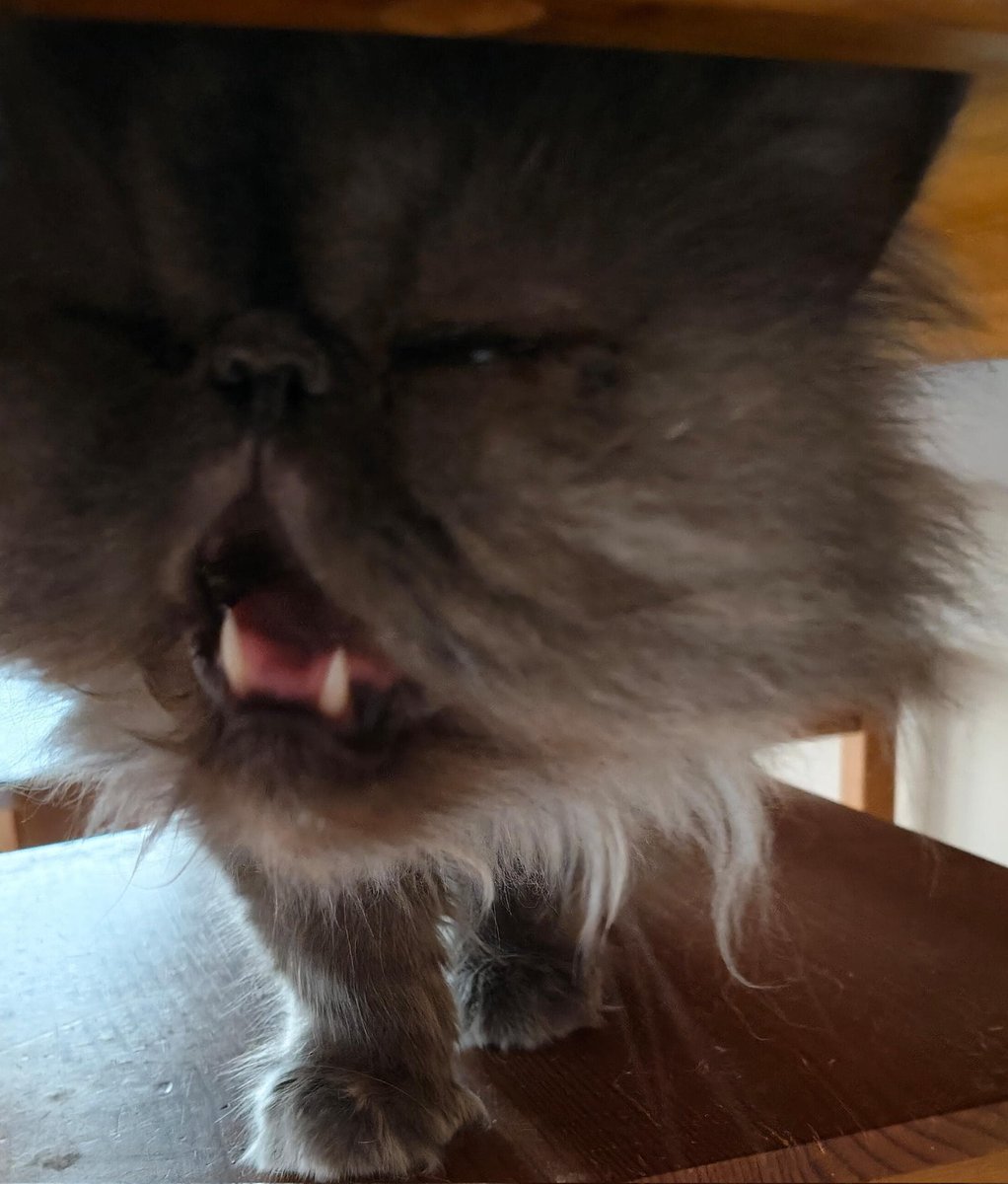 CWNH - Cats With No Hope Rescue tweet media