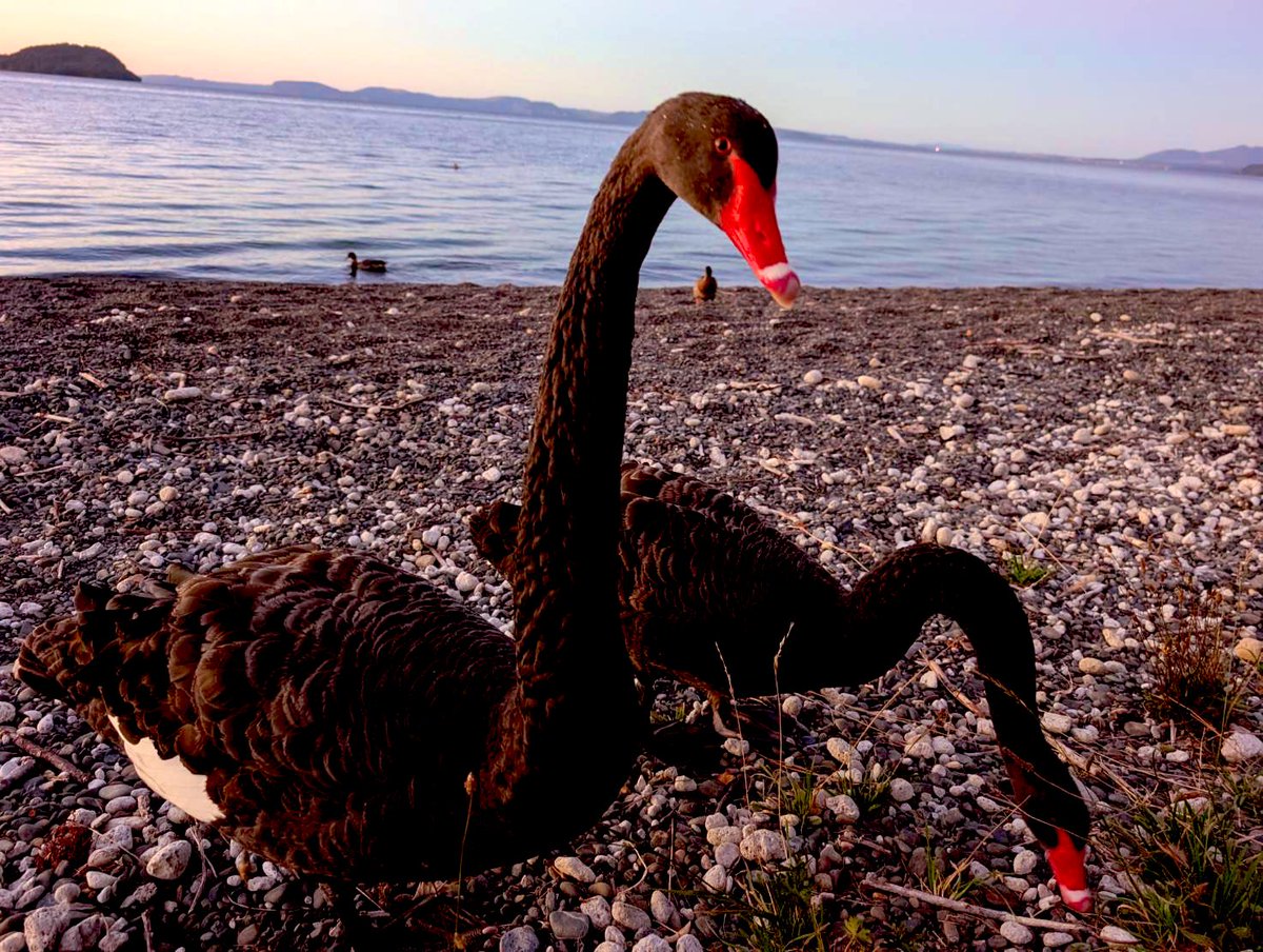 悟李羅☆影助 tweet media