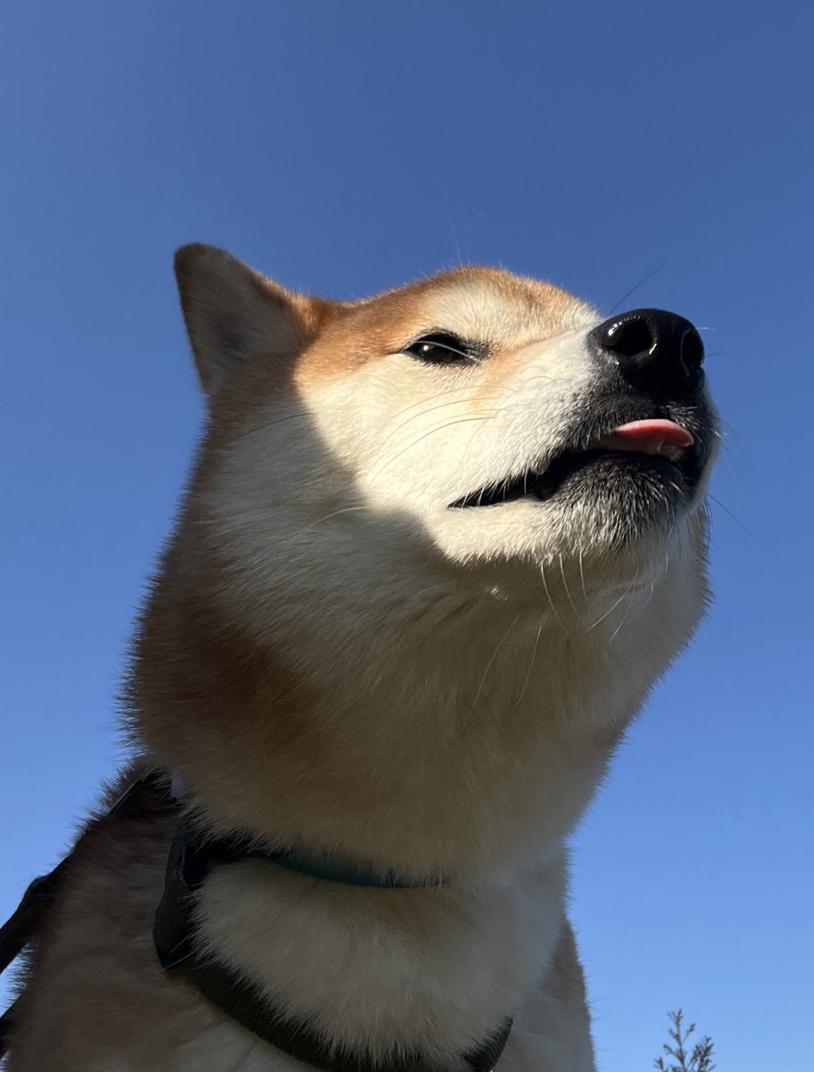 ShibaPark🐕 tweet media