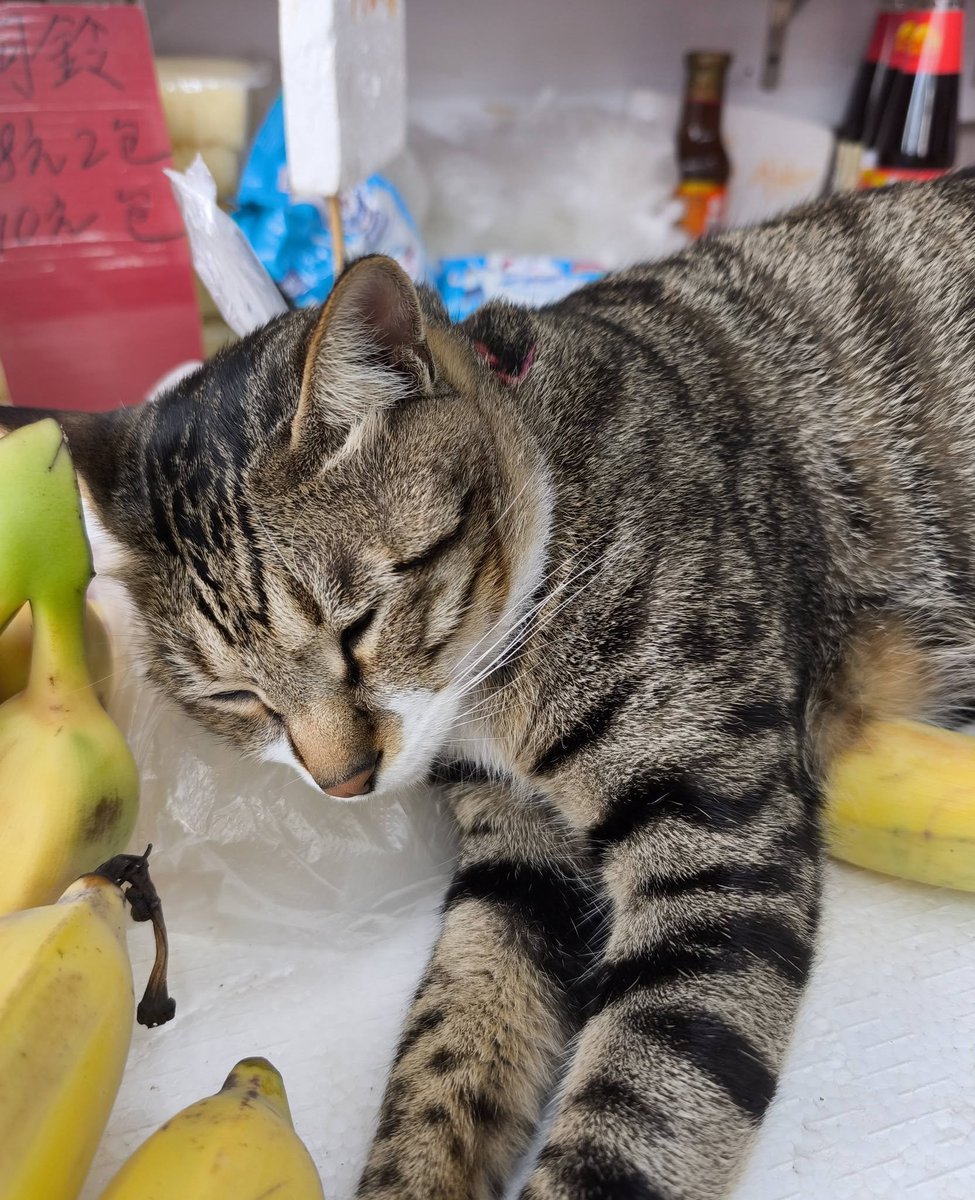 cats with jobs 🛠 tweet media