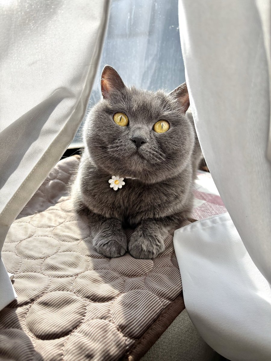 うちの家のつむぎ。 tweet media