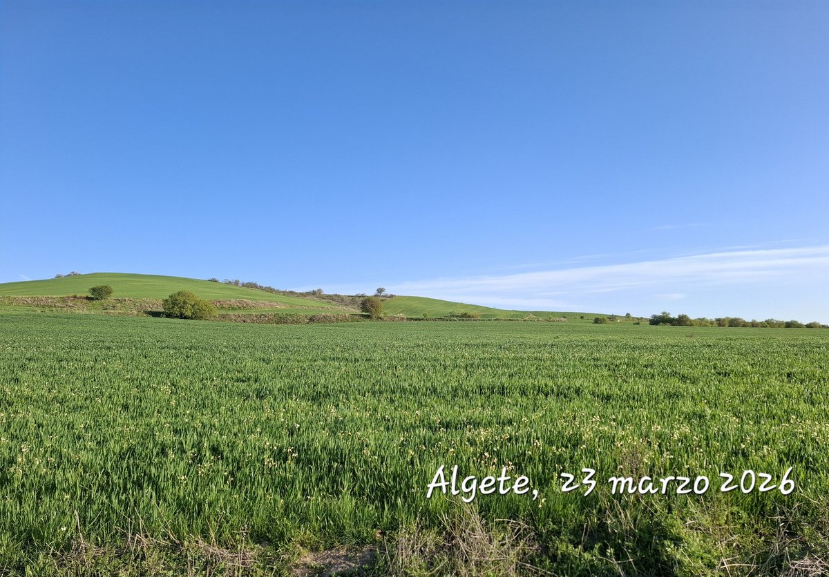 MAF Algete tweet media