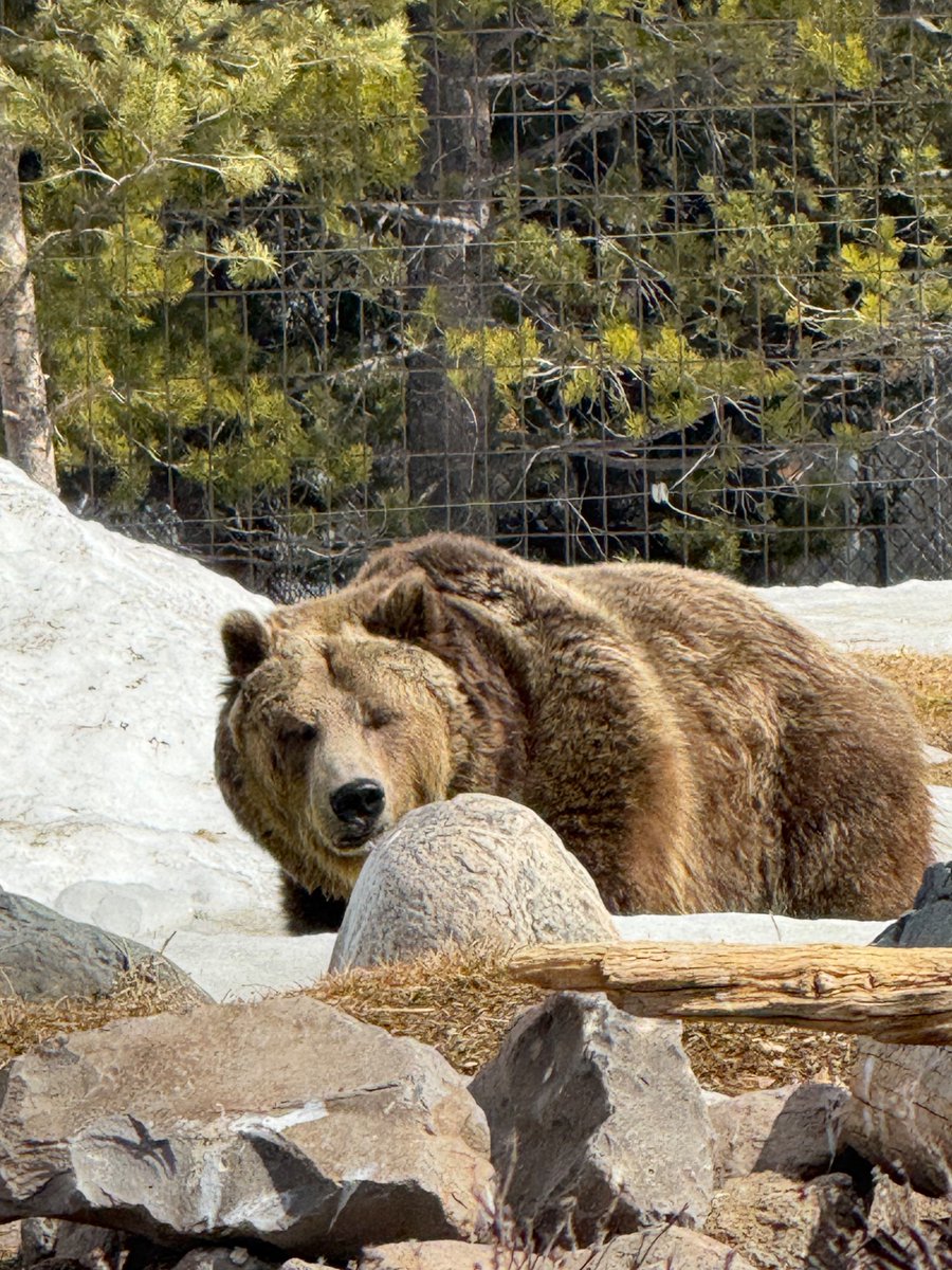 Destination Yellowstone tweet media