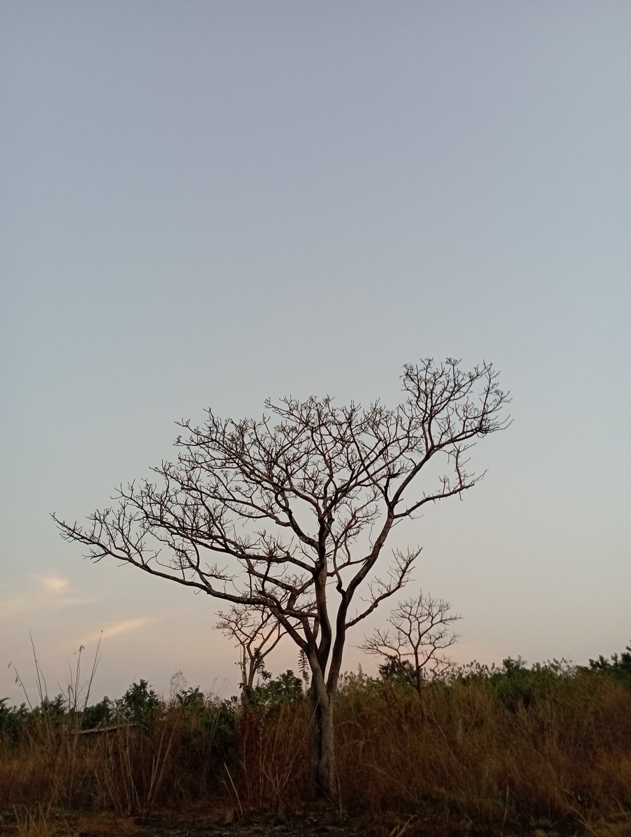 It would've been Lit if I AM was present here