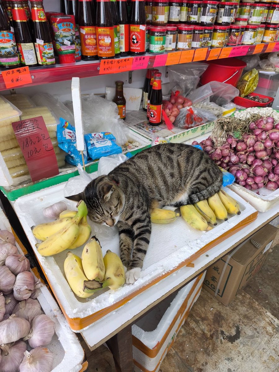 cats with jobs 🛠 tweet media