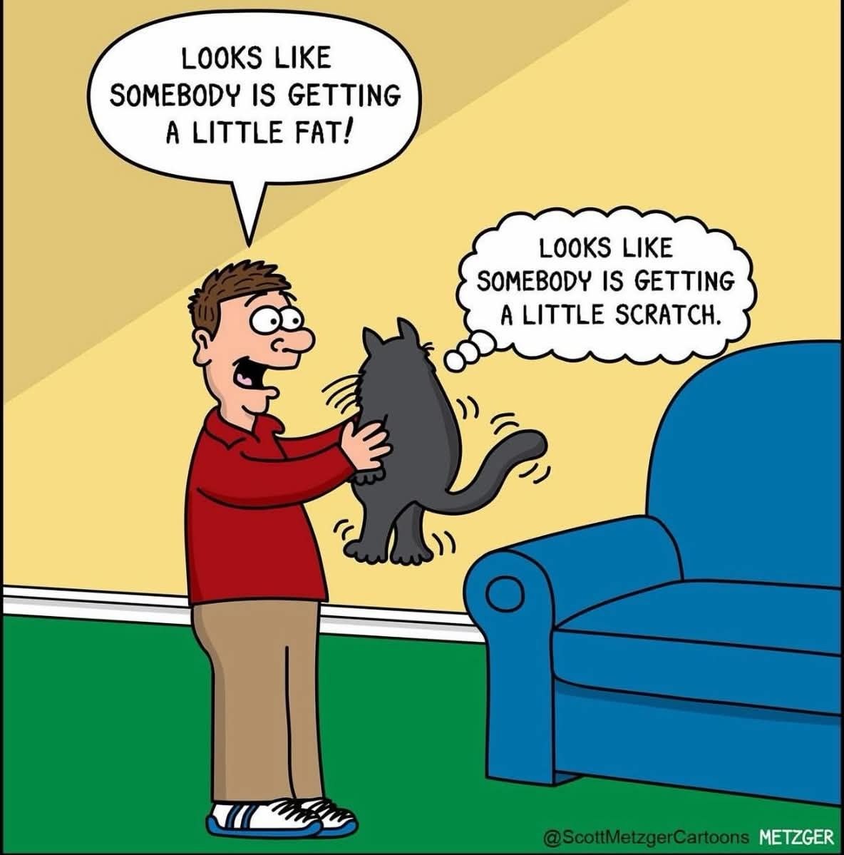 Maine Coon Breeder tweet media