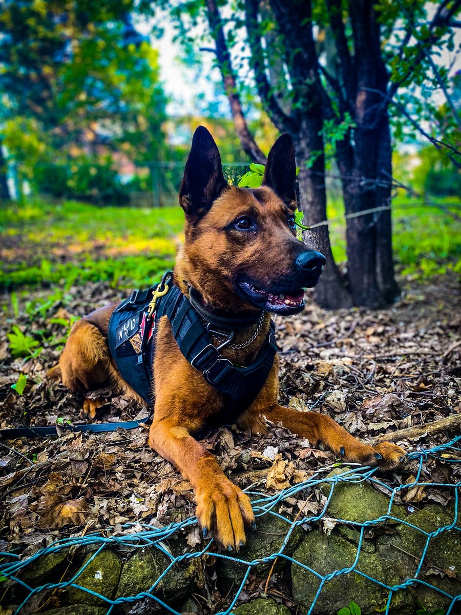 Chief Nishan Duraiappah tweet media