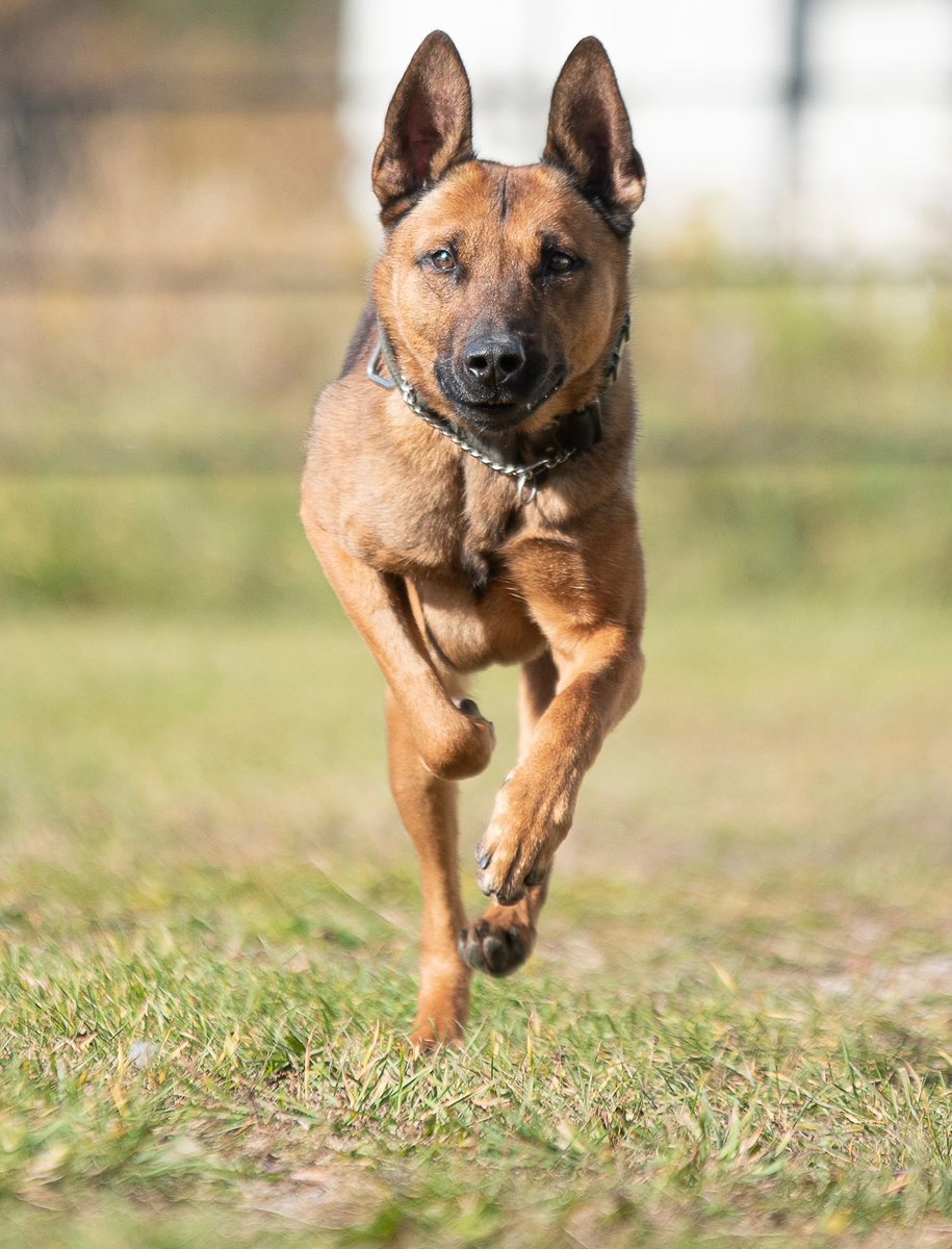 Chief Nishan Duraiappah tweet media