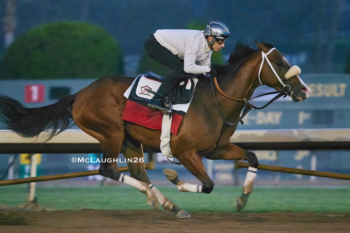 J McLaughlin Safford 🇺🇸 🇮🇪 tweet media