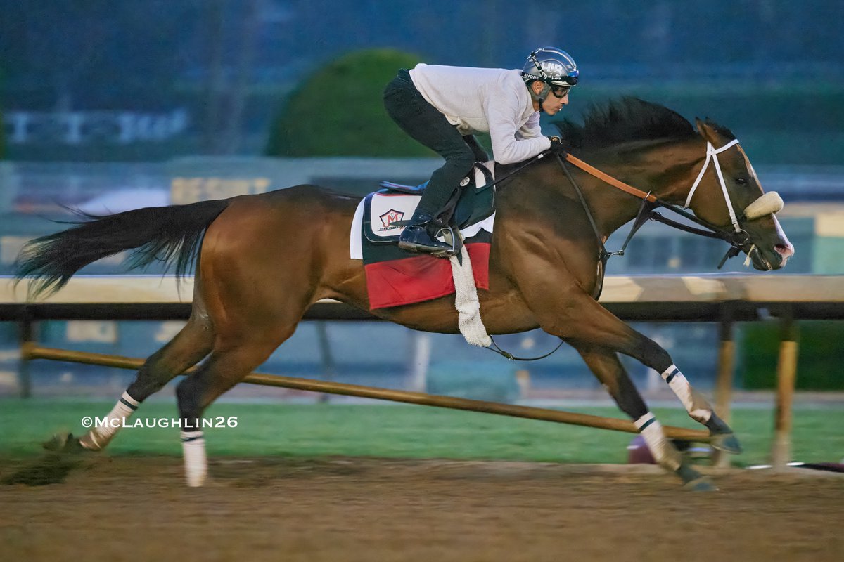 J McLaughlin Safford 🇺🇸 🇮🇪 tweet media