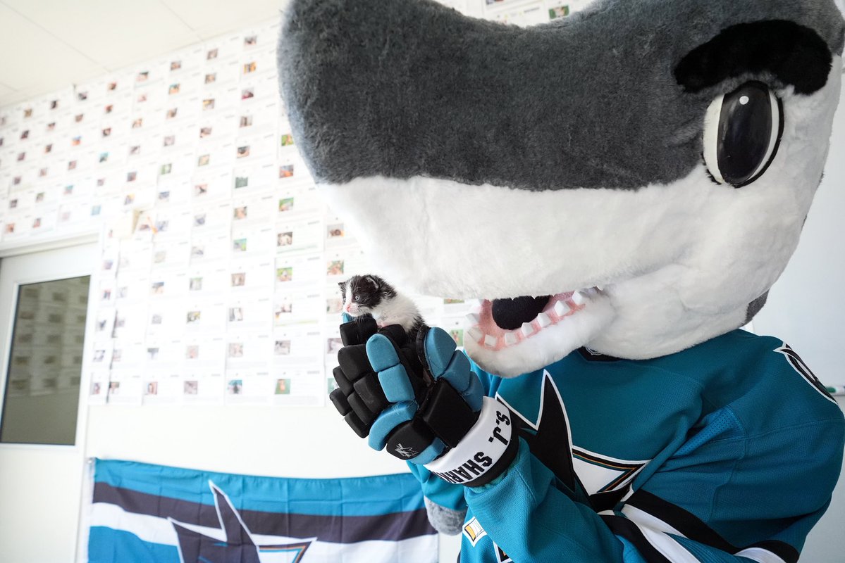 #SJSharkie tweet media