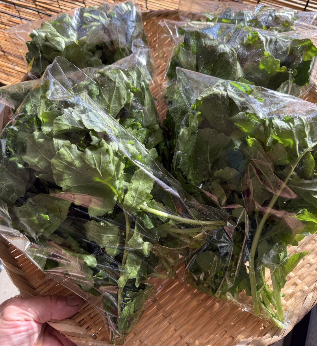 Akira Sakemotoさけもとあきら tweet media