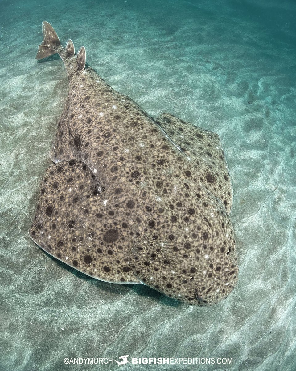 Big Fish Expeditions tweet media