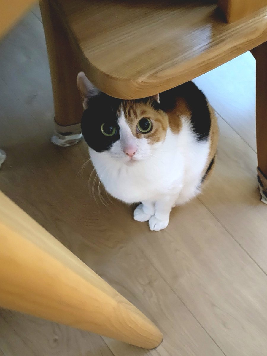 神楽🐾 tweet media