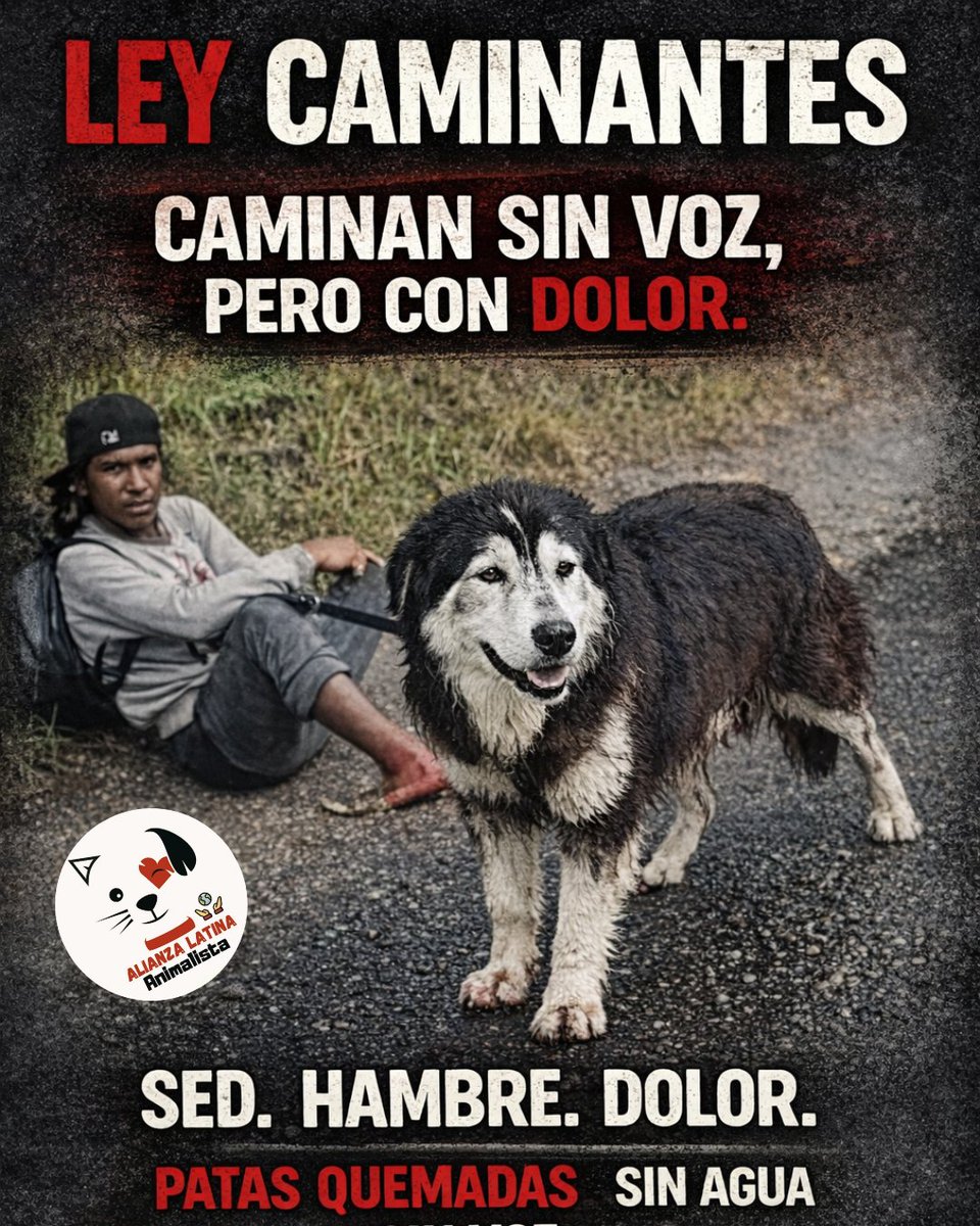 Perros víctimas de tráfico y maltrato por parte de población extranjera ¡No son objetos! Basta ya alza tu VOZ #leycaminantes <a href="/eravelasco/">Erick Velasco - Pacto Histórico</a> <a href="/andreanimalidad/">Andrea Padilla Villarraga 🪽🐾</a>