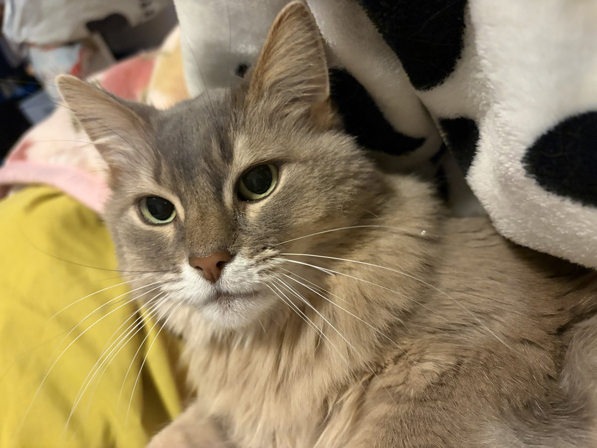 かんたま tweet media