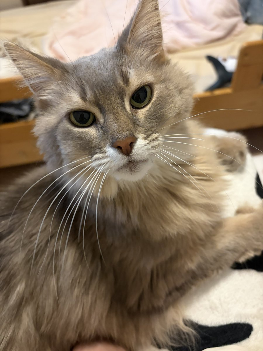 かんたま tweet media