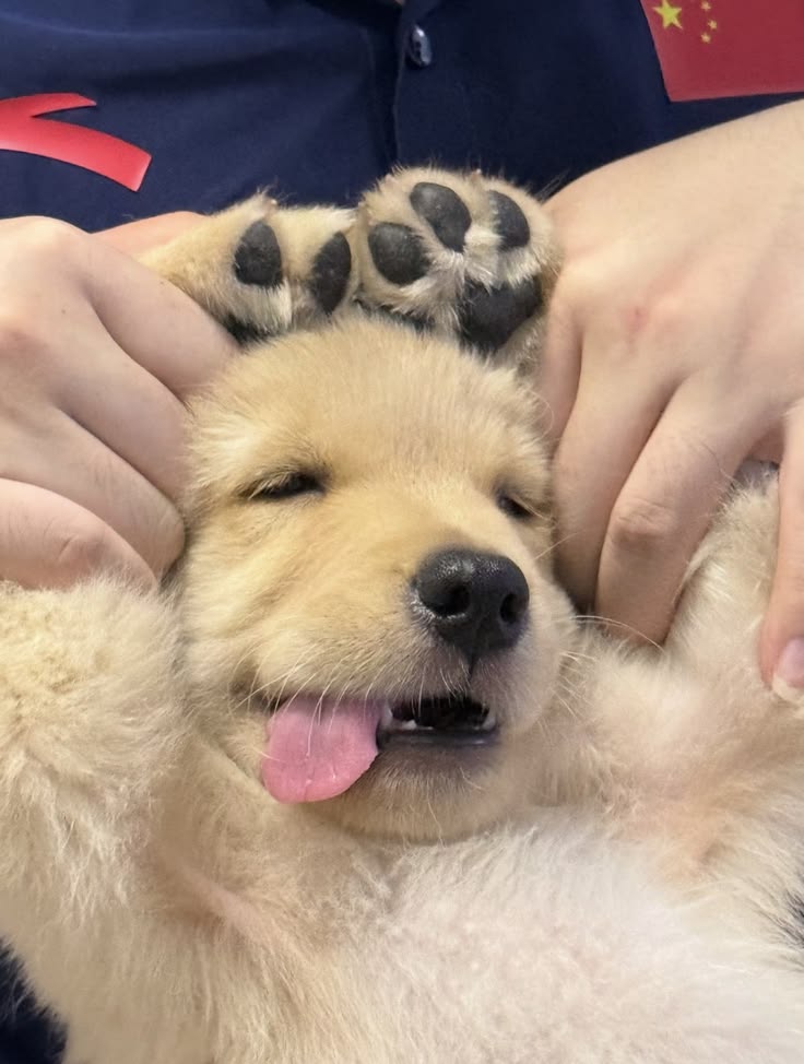 Dogs all the way tweet media