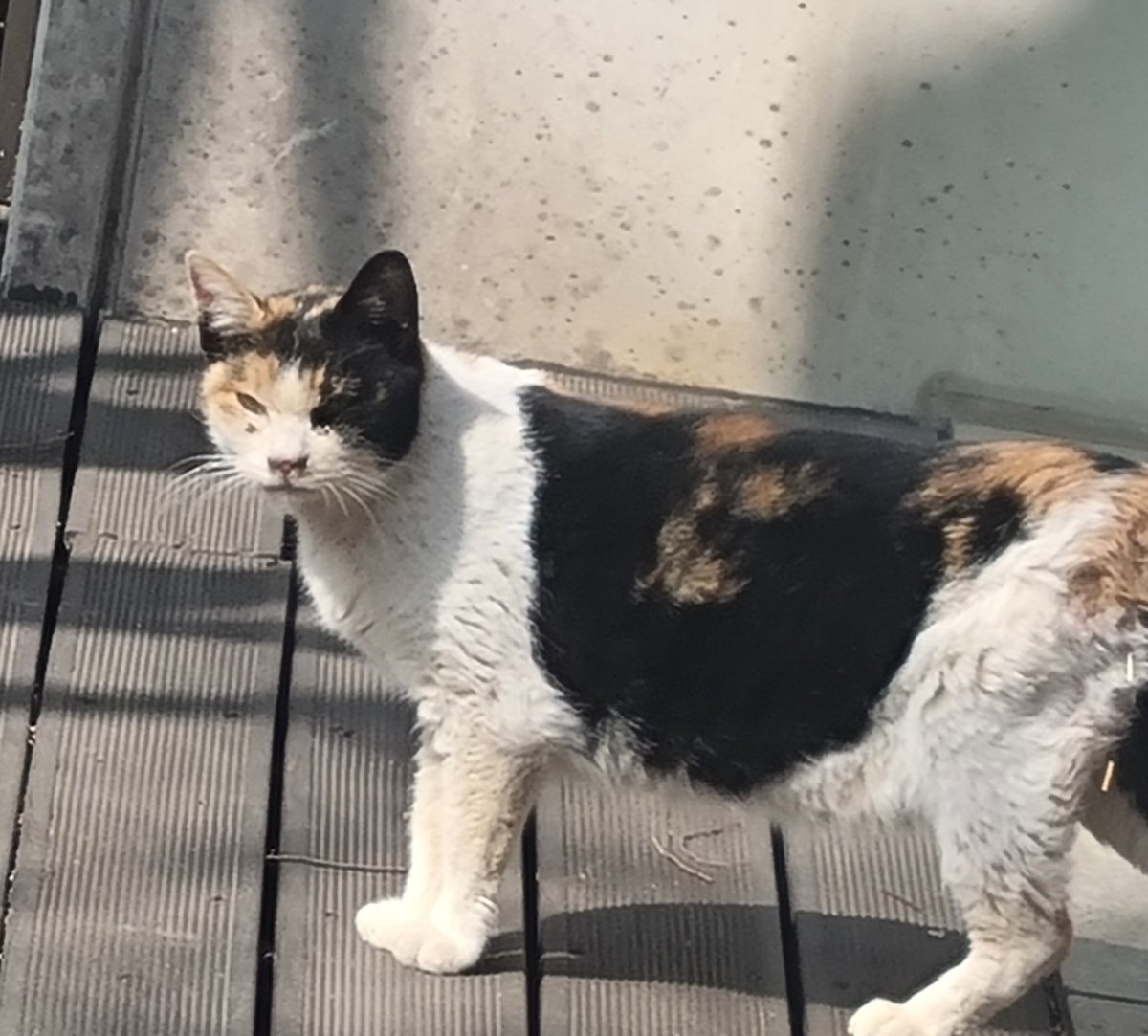 casa_delgatto tweet media