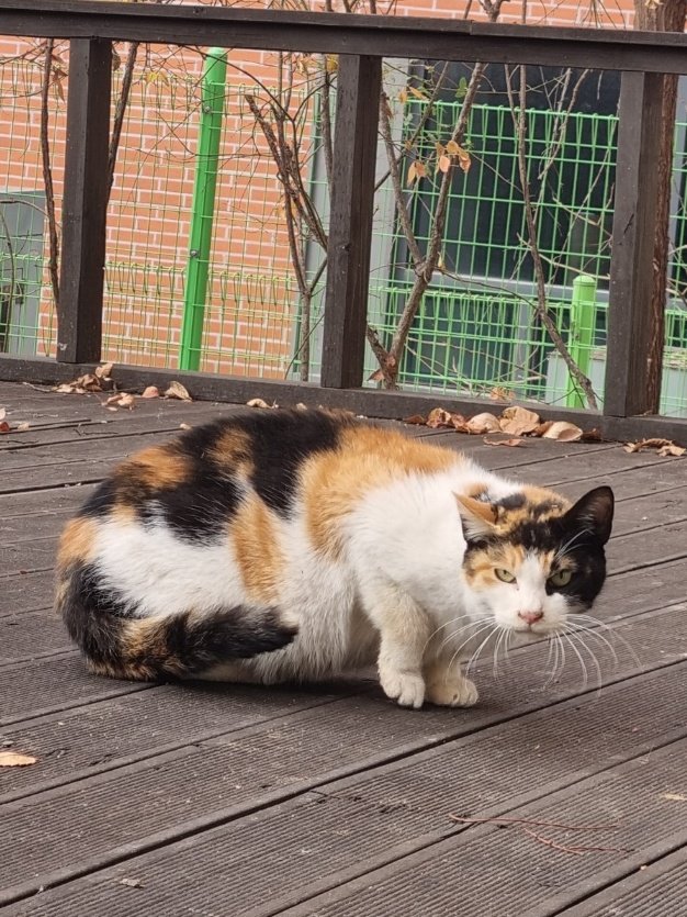 casa_delgatto tweet media