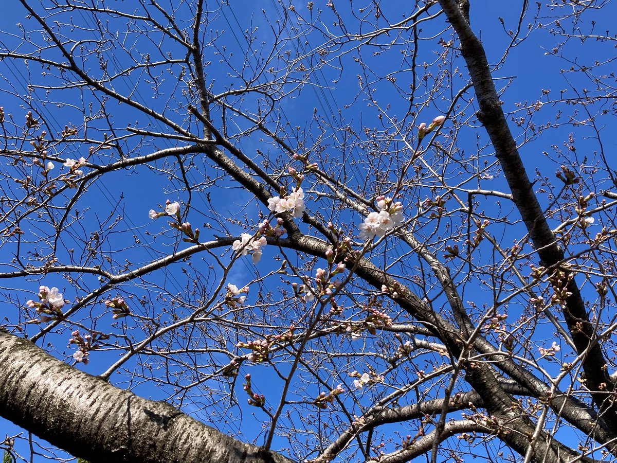 朝ん歩の風景、三重県北部、開花宣言します*\(^o^)/*