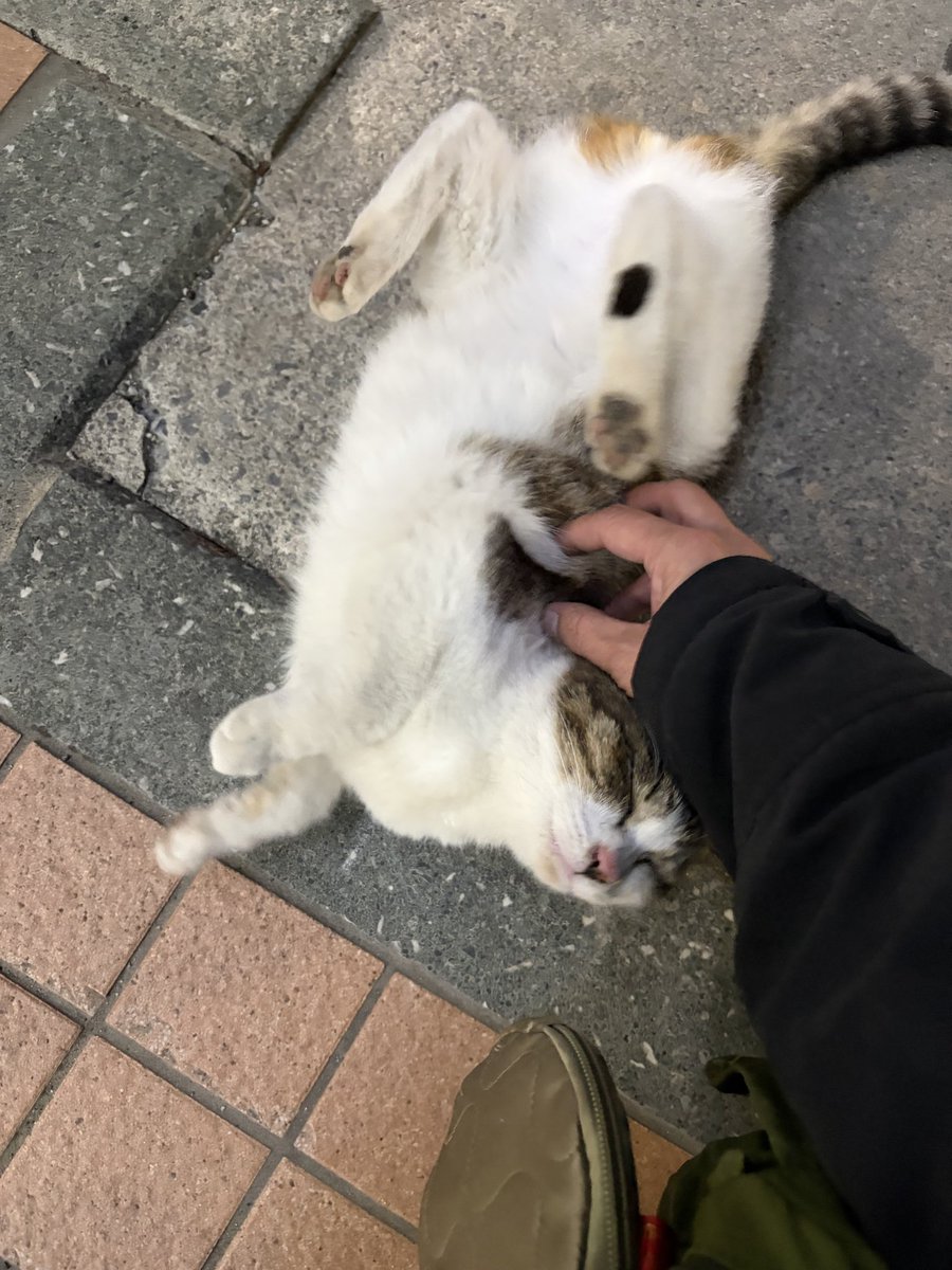 cyacya_nyan's tweet photo. いつも逃げられちゃうのに珍しく仲良くしてくれましたぁ☺️💕
可愛い〜🥰
#地域猫
#子猫 https://t.co/15oyllVbEB