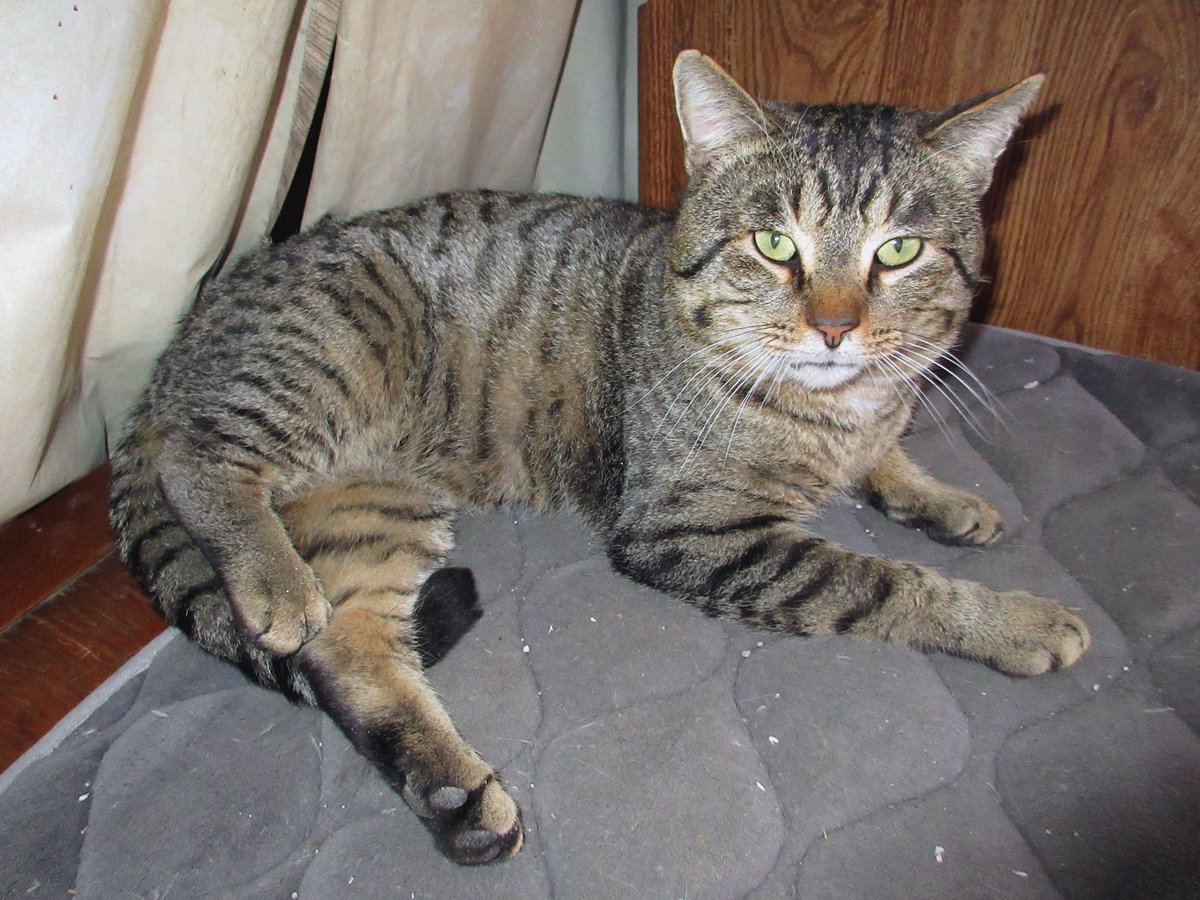 helperd0g's tweet photo. I wish Leo would stop fighting. He has a wound on his black leg and an abscess on his neck.  The treatment is an 80 mg/mL Convenia antibiotic shot and 6 mg Onsior pills for pain.  He stays with his kids when he's hurt. #cat #gothcat #eyeliner #onsior https://t.co/J92t1UcfWY