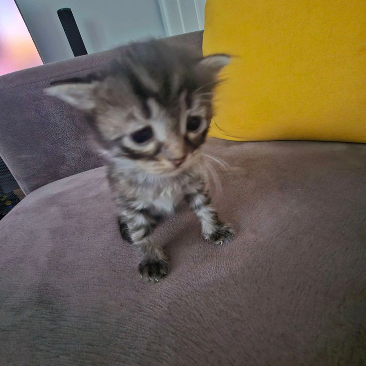 BurritoCream tweet media