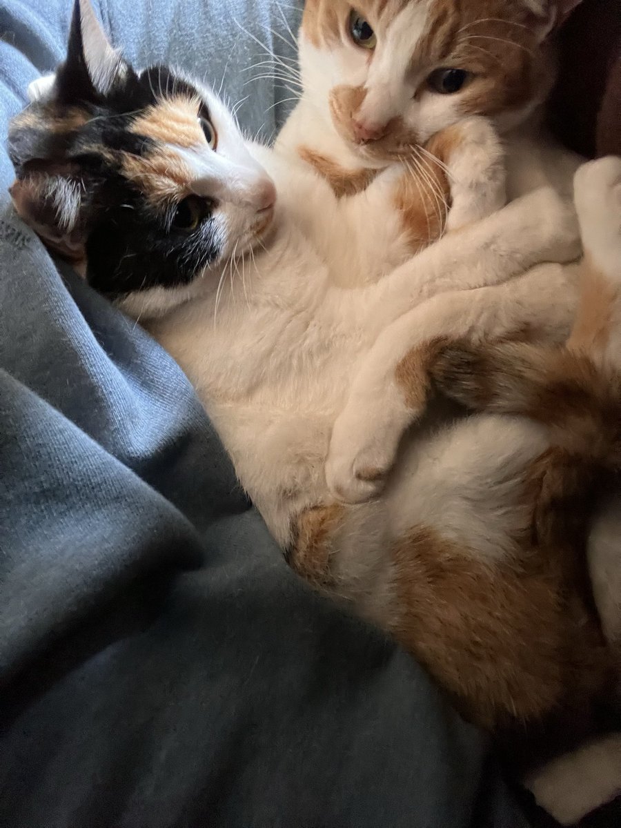 びーん tweet media