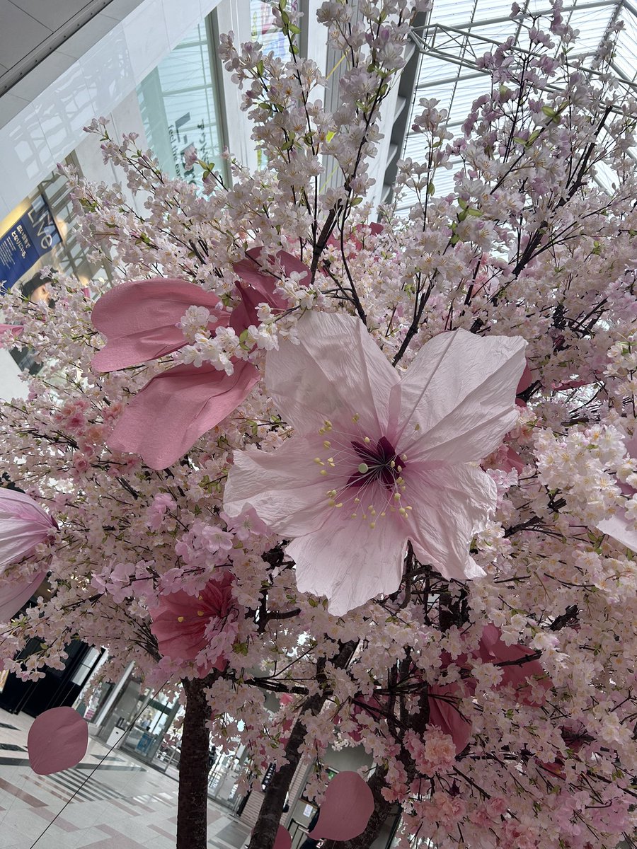 あんず🧚♀️神戸のセラピスト tweet media