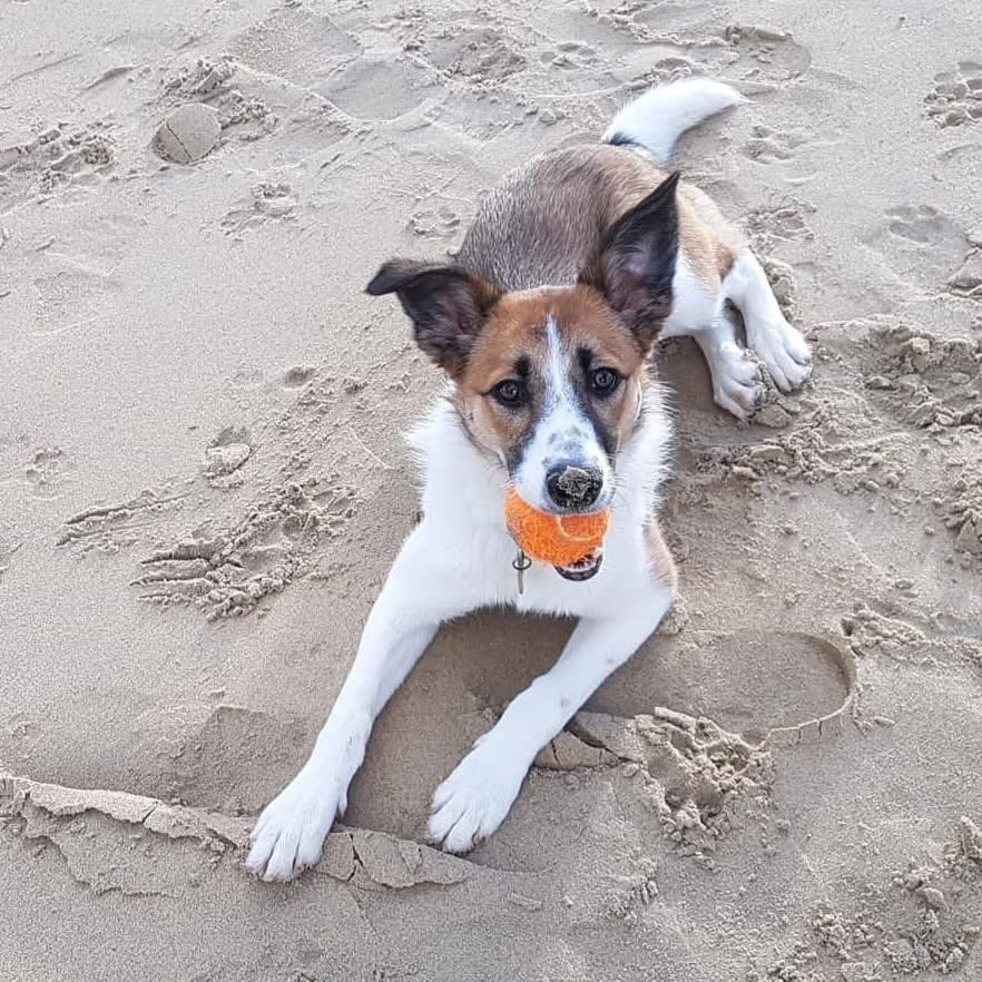 Louise McFadden tweet media