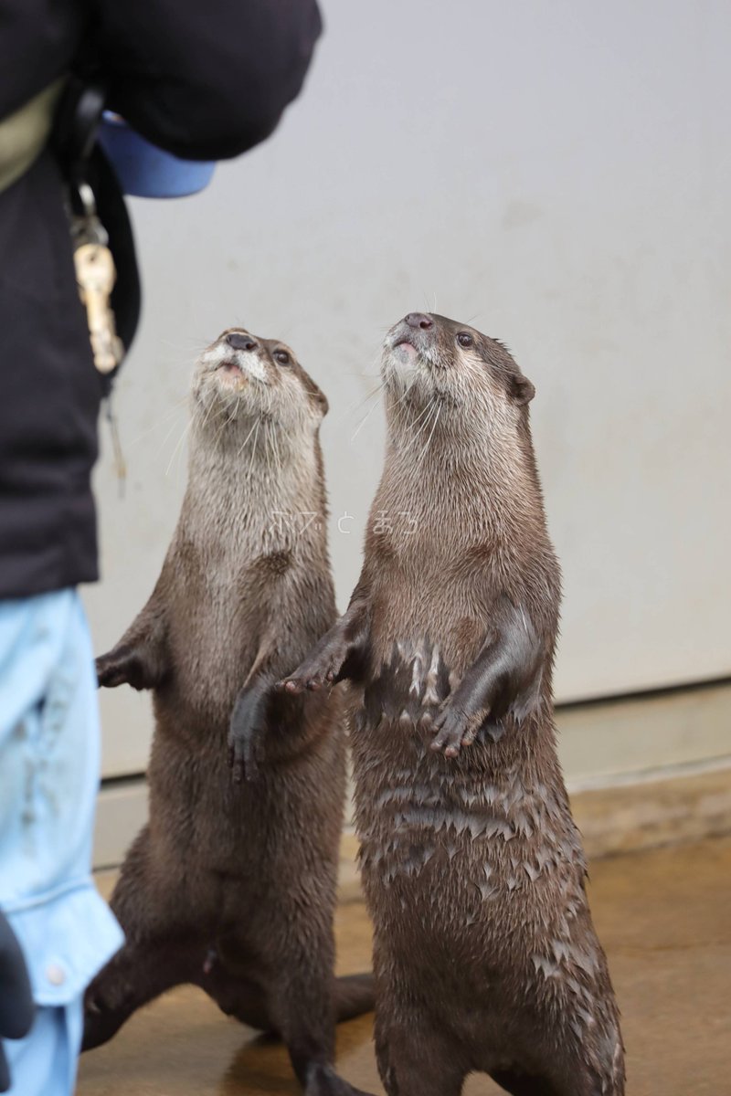 ボブ と まろ🌈の写真館 tweet media