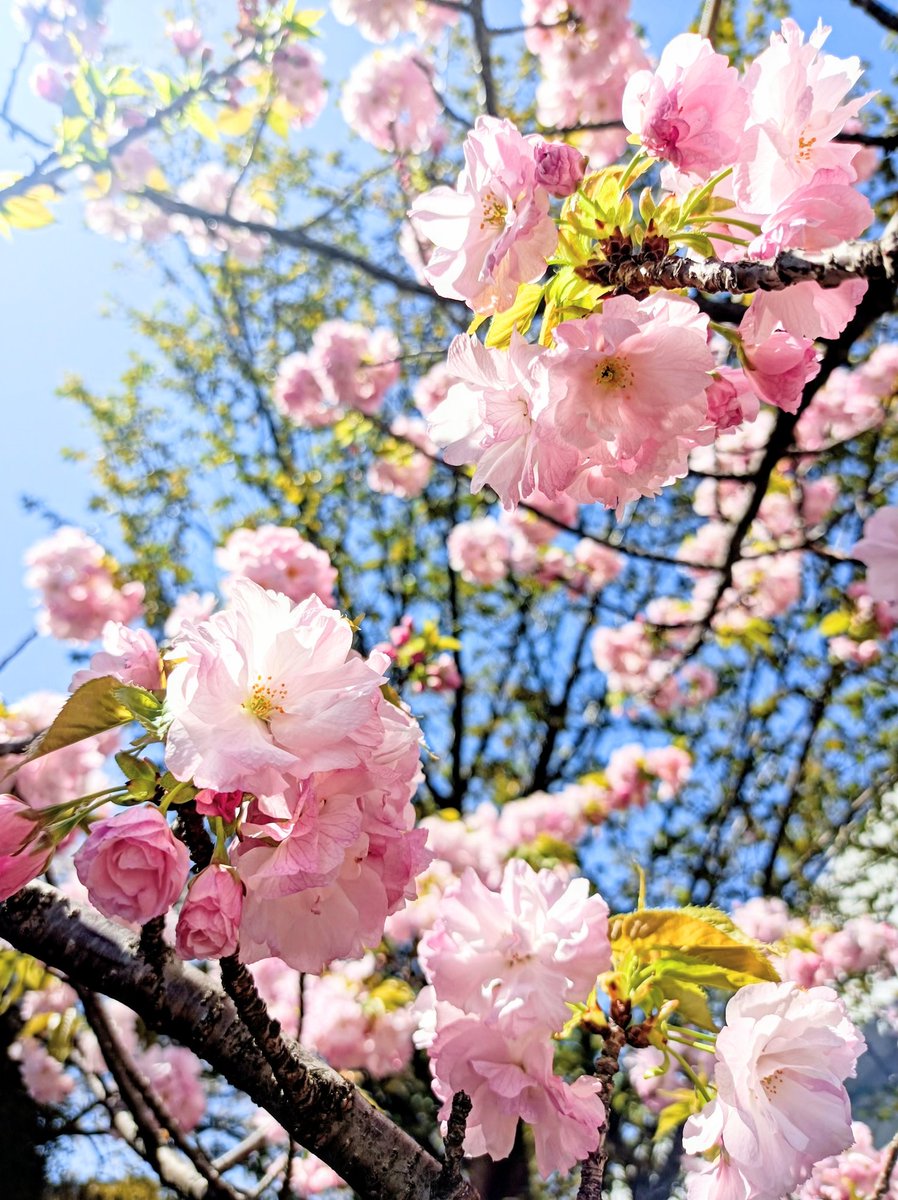 エレガント tweet media