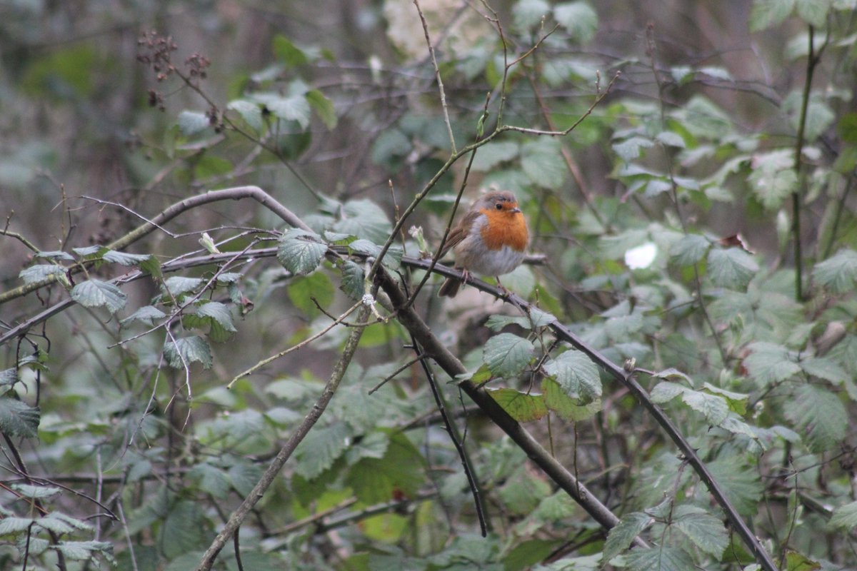 colin  fuller tweet media