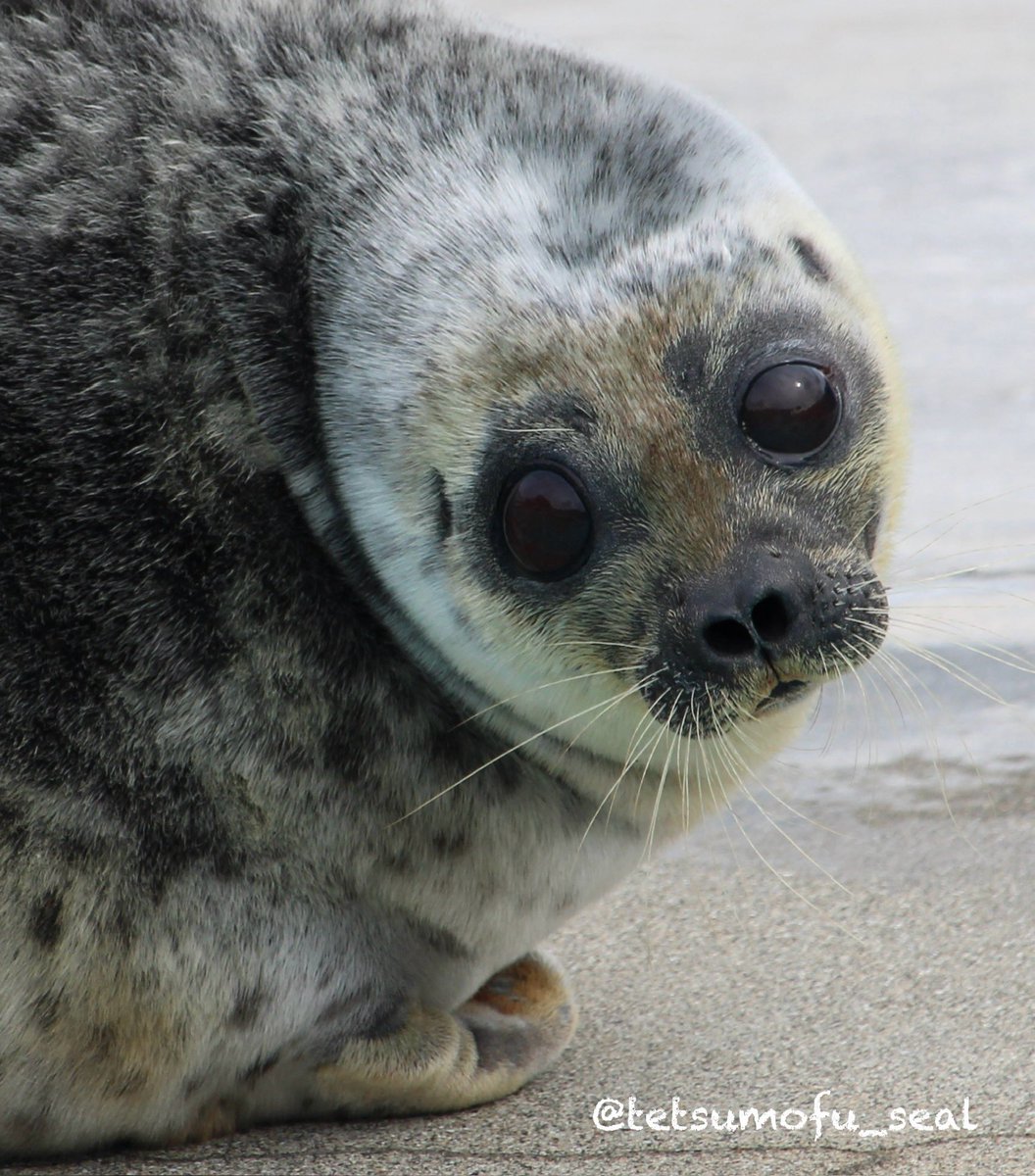 てつもふ tweet media