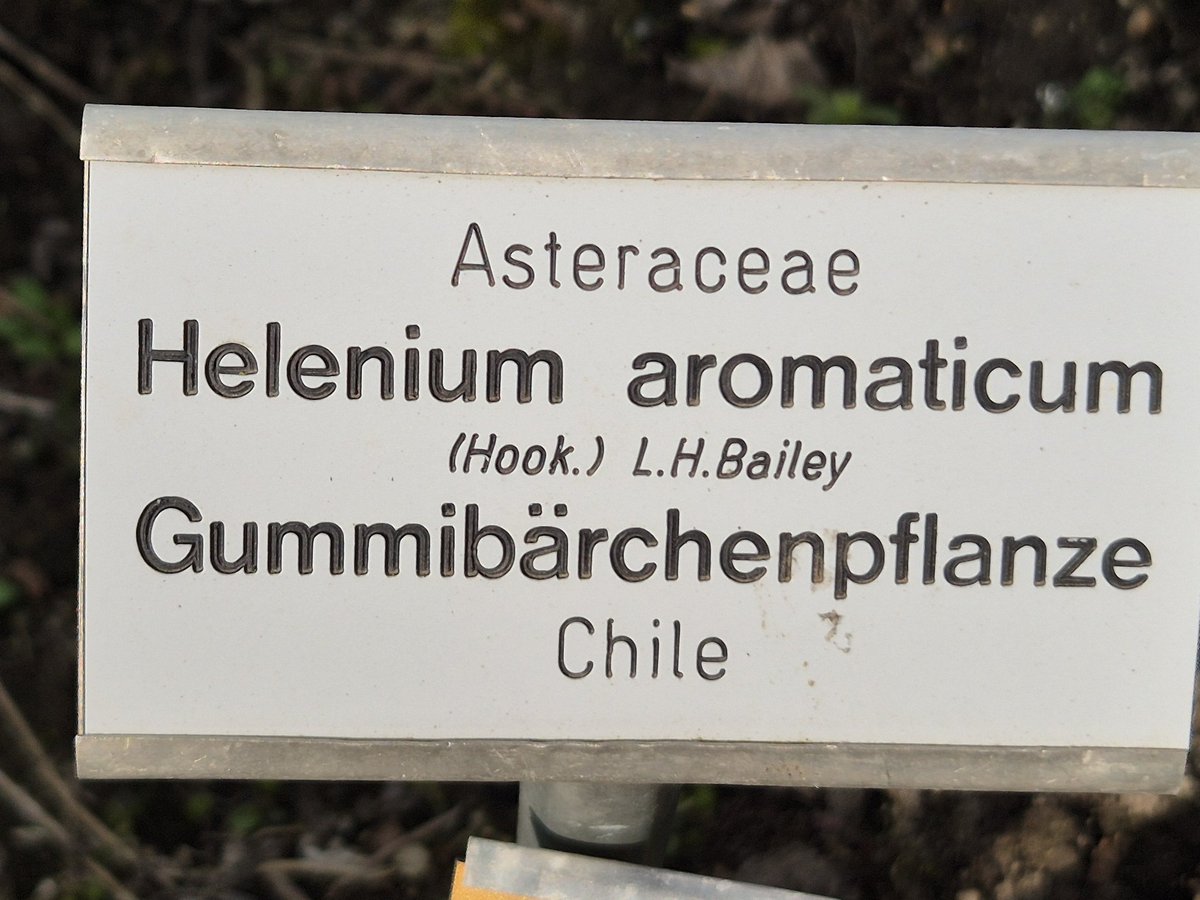 Antje Strauch tweet media