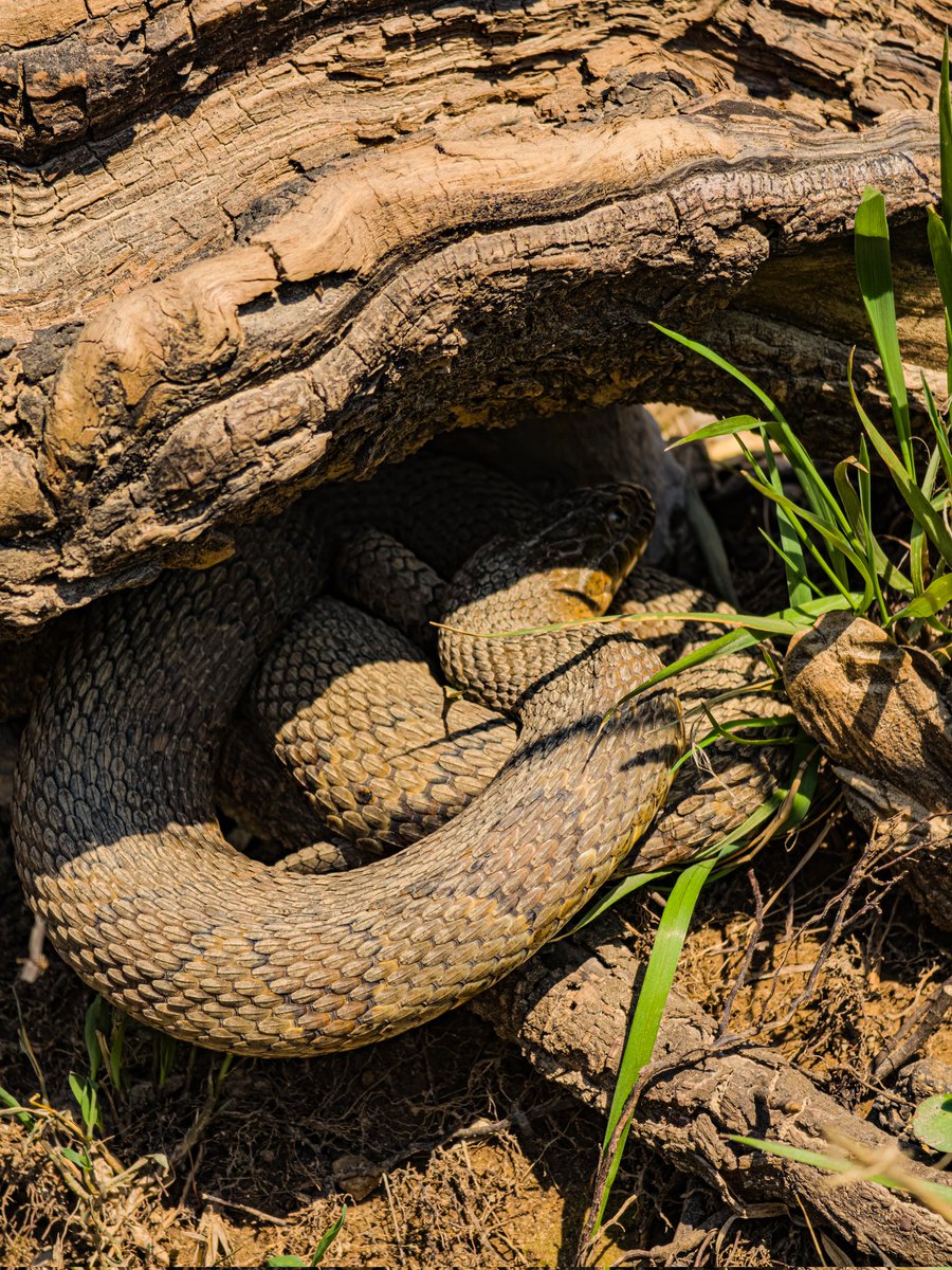 Mike Kostial tweet media