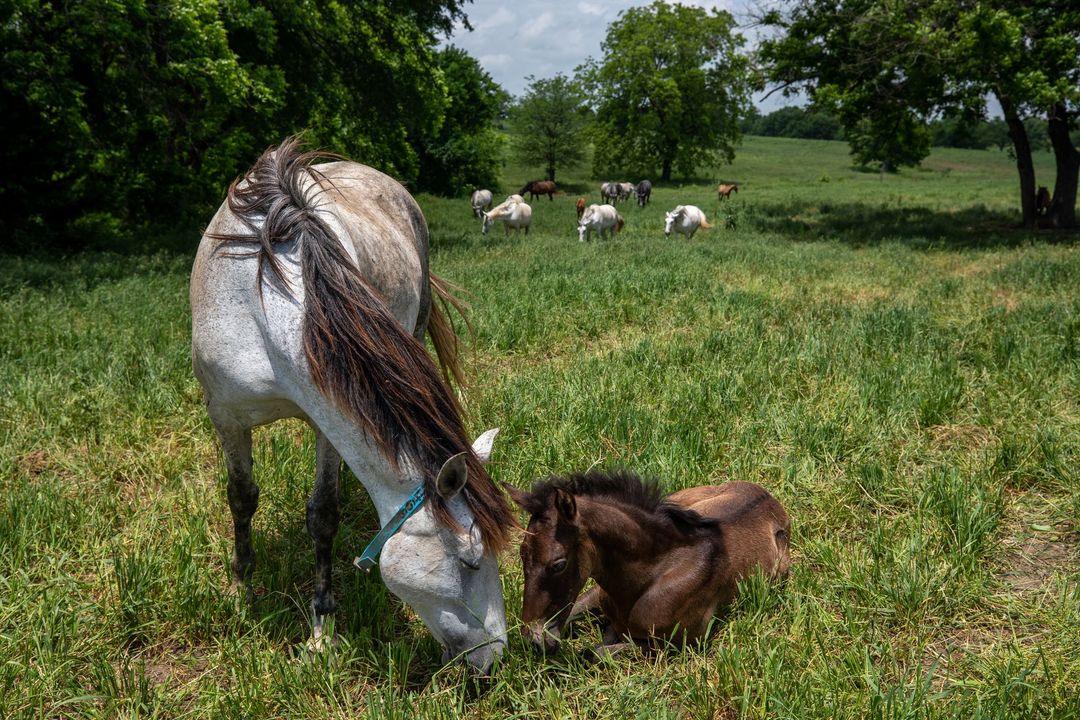 Medieval Times tweet media