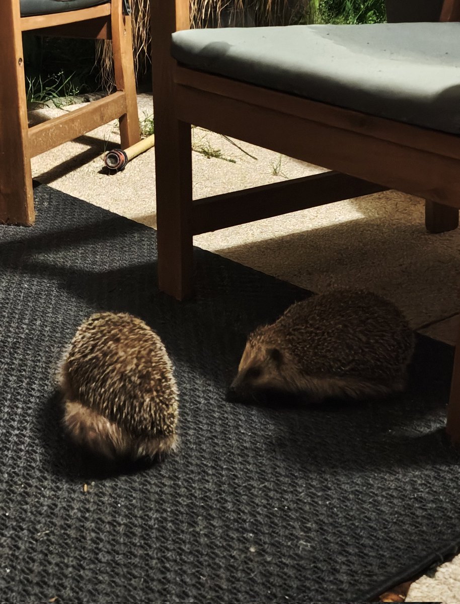 Monkey D. Flowie ✖️ tweet media