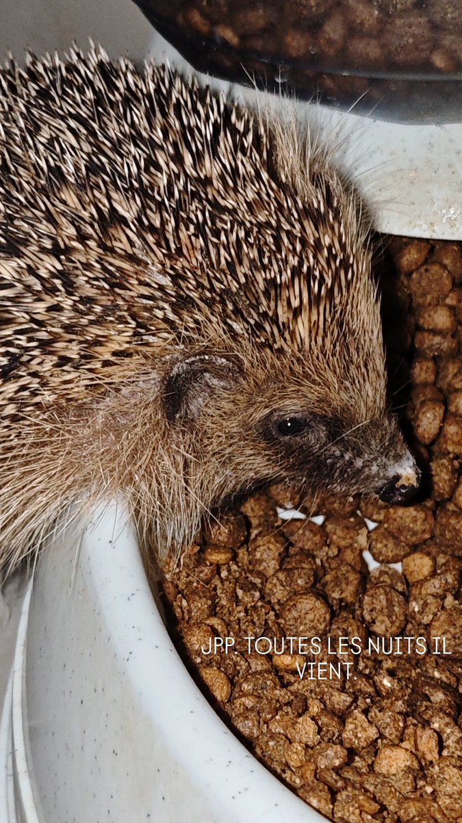 Monkey D. Flowie ✖️ tweet media