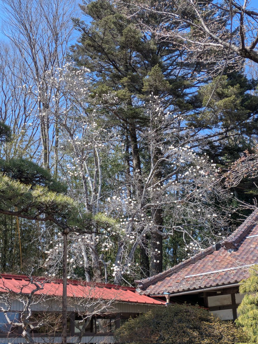 ソーラ＠ぽっぽこ tweet media